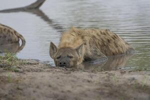 A Spotted Hyena lying in the muddy waterhole on a hot day in summer while sleeping, Greater Kruger. photo