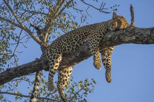 A leopard with all four legs hanging down while sleeping up in a tree with a crisp blue sky as backdrop, Kruger Park photo