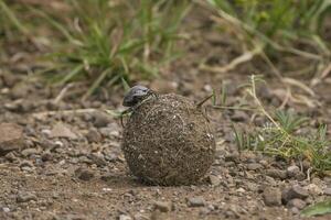 A male Dung Beetle sitting on his huge dung ball navigating, Kruger National Park. photo