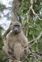 A young Chacma baboon sitting on a branch with green leaves behind him, Kruger National Park. photo