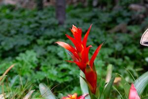 Red bromeliad flower blooming in a garden photo