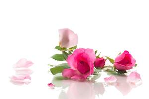 Beautiful pink rose on a white background photo