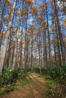 Immerse yourself in a meditative landscape of a lush pine forest at dawn, where the fog and the rising sun create an effect that speaks to the soul. photo