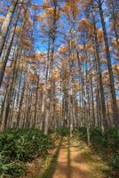 Dive into a meditative moment with a horizontal panorama capturing the peaceful atmosphere of a pine meadow at dawn, where the land meets the sky in perfect harmony. photo