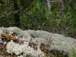 Coniferous forest, close up of moss, reindeer moss and Cladonia lichen cover the ground around walking paths, Skagen, Denmark photo
