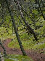 Coniferous forest, thick moss, reindeer moss and Cladonia lichen cover the ground around walking paths, Skagen, Denmark photo