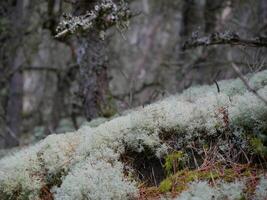 Coniferous forest, close up of moss, reindeer moss and Cladonia lichen cover the ground around walking paths, Skagen, Denmark photo
