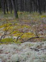 Coniferous forest, close up of moss, reindeer moss and Cladonia lichen cover the ground around walking paths, Skagen, Denmark photo