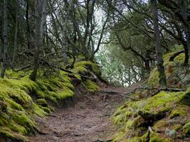 Coniferous forest, thick moss, reindeer moss and Cladonia lichen cover the ground around walking paths, Skagen, Denmark photo