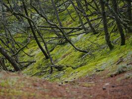 Coniferous forest, thick moss, reindeer moss and Cladonia lichen cover the ground around walking paths, Skagen, Denmark photo