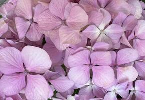 Pink and purple hydrangea with inflorescences and green leaves in a Country Cottage Garden. Pink and purple petals hydrangea serrata flowers. Background for greeting card. photo