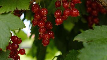 Clusters of ripe red currants hang on a bush. Healthy food concept. Growing plants and berries in the garden. The berries of red currant as a nutrition with vitamins for vegan. photo