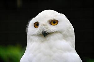 Portrait of a snowy owl photo