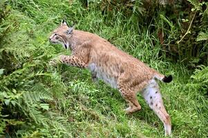 Eurasian lynx looks for prey photo