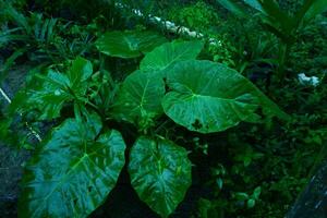 photography of the taro leaf plant which has the Latin name Colocasia gigantea getting wet in the water photo