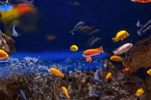 Underwater shot of fish Cichlidae photo