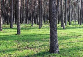 Young Green Grass Covered Ground In A Pine Tree Woods photo