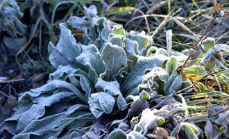 First frosts on the green sprout at the winter sunny morning top view photo