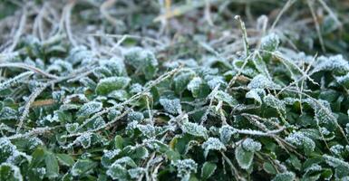 Edge of seasons. First snow on the green leaves closeup photo