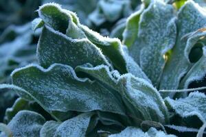 Frozen edges of green grass and leaves close up photo