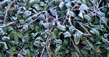Light frost on the green raspberry bush closeup photo