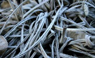 Frozen leaves of plant detailed stock photo