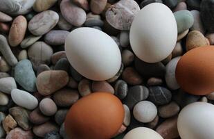 Brown And White Chicken Eggs In Round Shape On A Colored Sea Stones. Stock Photo For Food Decoration Theme