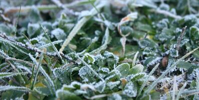 First snow on the wild raspberry bush closeup photo