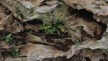 dried trunk of an old tree with roots. Close up of tree trunk texture photo