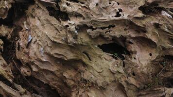dried trunk of an old tree with roots. Close up of tree trunk texture photo