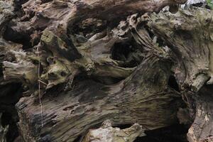 dried trunk of an old tree with roots. Close up of tree trunk texture photo