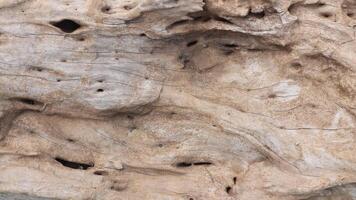 dried trunk of an old tree with roots. Close up of tree trunk texture photo
