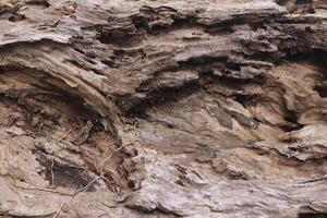dried trunk of an old tree with roots. Close up of tree trunk texture photo