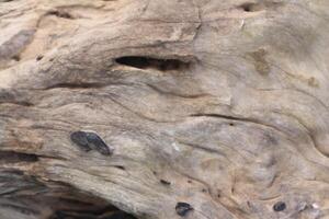 dried trunk of an old tree with roots. Close up of tree trunk texture photo