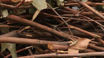 pile of dry brown wood branches. stacked dry firewood as a background photo