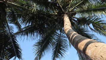 Coconut palm tree on blue sky background photo