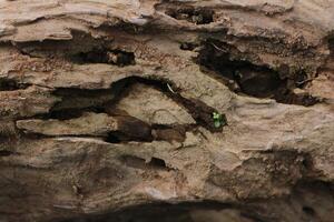 dried trunk of an old tree with roots. Close up of tree trunk texture photo