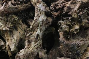 dried trunk of an old tree with roots. Close up of tree trunk texture photo