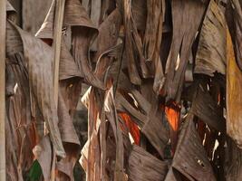 close-up of dried banana leaves photo