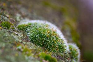 A tree trunk with moss on it and a sky background photo