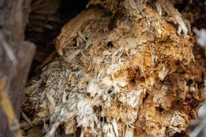 A close up of a tree trunk with a piece of wood that has the word wood on it. photo