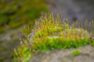 A tree trunk with moss on it and a sky background photo