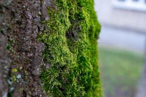 A tree trunk with moss on it and a sky background photo