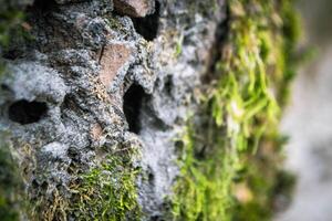 A tree trunk with moss on it and a sky background photo