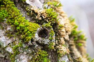 A tree trunk with moss on it and a sky background photo