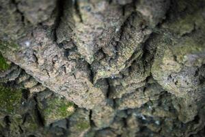 A close up of a tree trunk with a piece of wood that has the word wood on it. photo