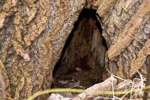 A close up of a tree trunk with a piece of wood that has the word wood on it. photo