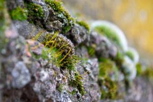 A tree trunk with moss on it and a sky background photo