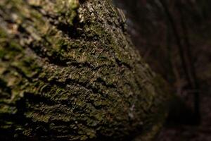 A tree trunk with green moss on it photo