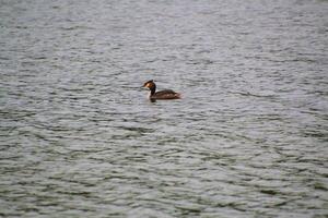 A view of a Great Crested Grebe photo